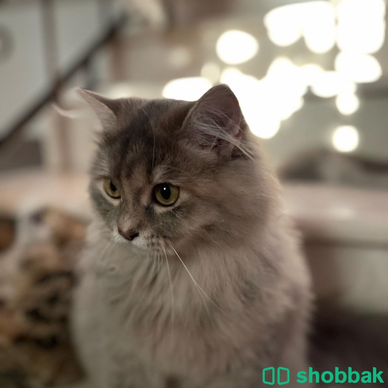 قطة شيرازي للتبني  شباك السعودية