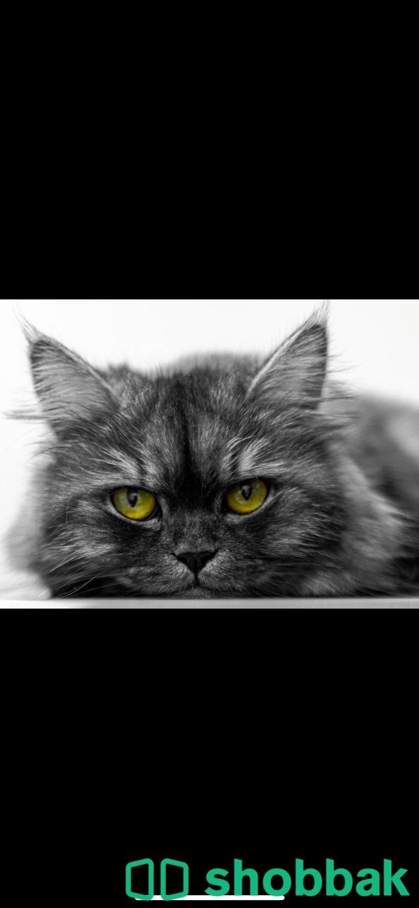 قطة شيرازي للتبني شباك السعودية