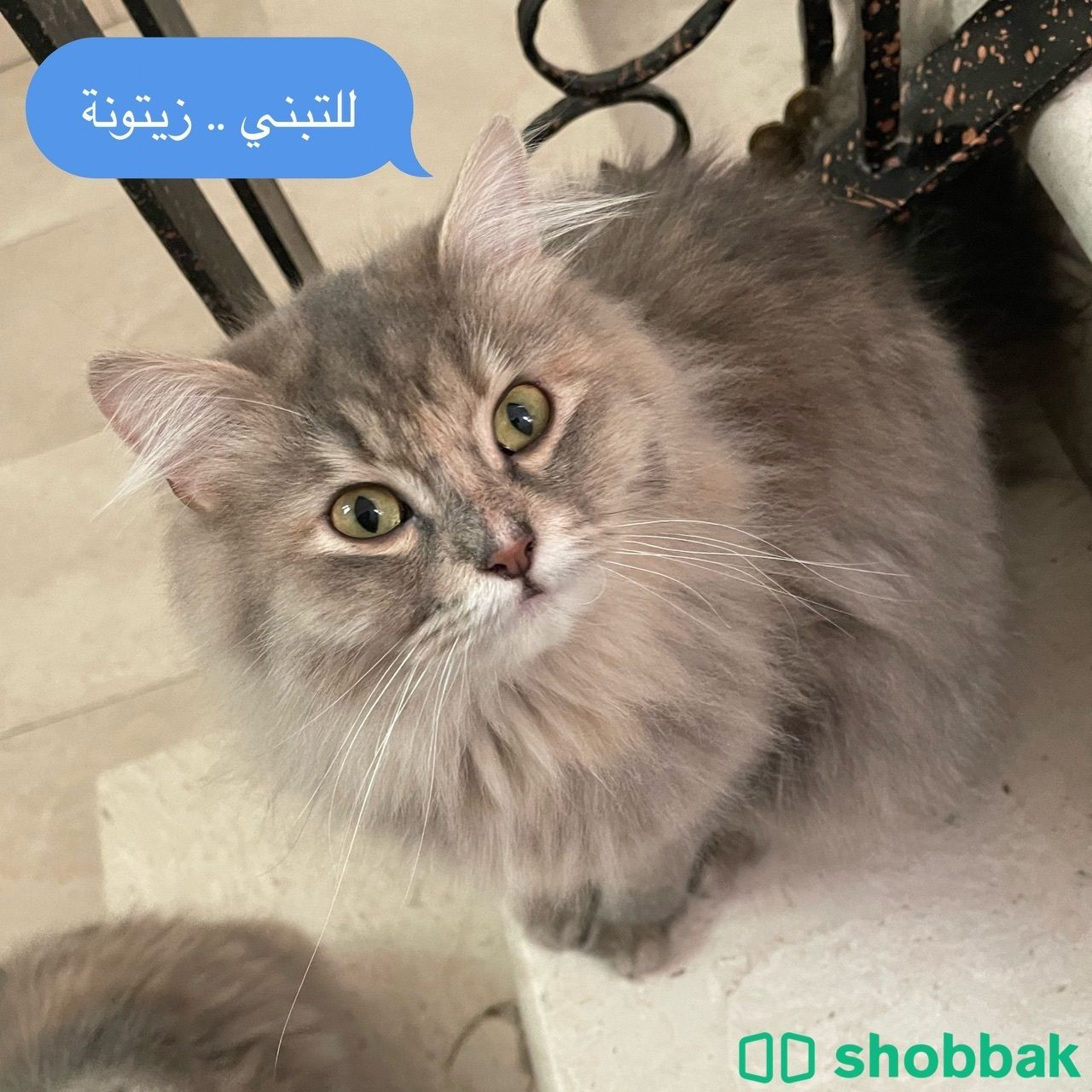 قطة شيرازي للتبني برسوم رمزية  Shobbak Saudi Arabia