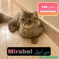 قطة شيرازي للتبني برسوم رمزية Shobbak Saudi Arabia