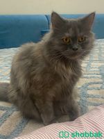 قطة شيرازي هادئ ومتعلم على اللتر بوكس  Shobbak Saudi Arabia