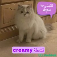 قطة شيرازي همالايا للتبني برسوم رمزية شباك السعودية
