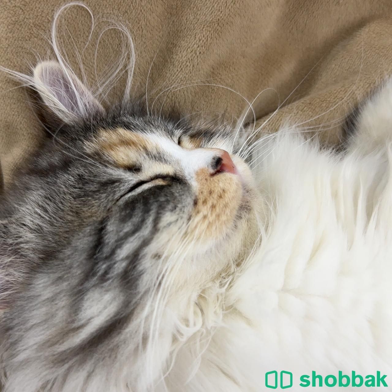قطة شيرازية للبيع  Shobbak Saudi Arabia