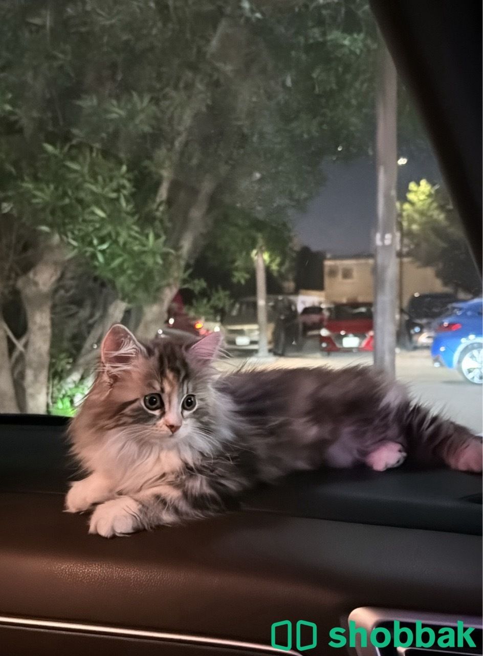 قطة شيرازية للبيع  Shobbak Saudi Arabia