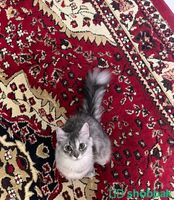 قطة شيرازية للتبني Shobbak Saudi Arabia