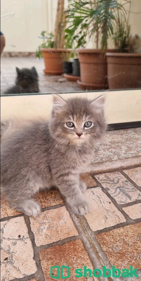 قطة صغيرة شيرزاي  شباك السعودية
