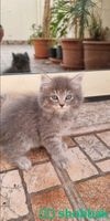 قطة صغيرة شيرزاي  Shobbak Saudi Arabia