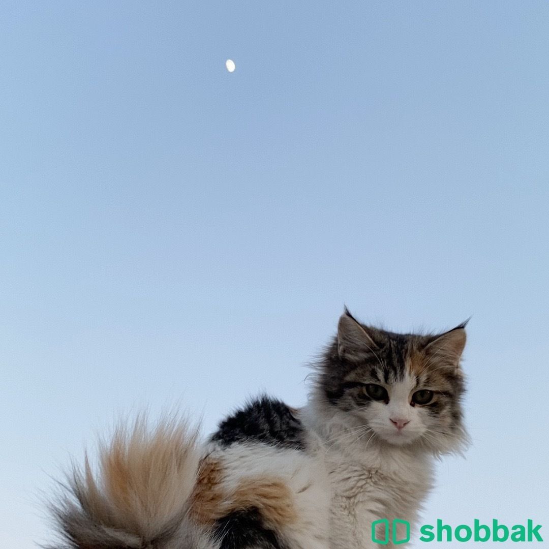 قطة صغيرة للتبني Shobbak Saudi Arabia