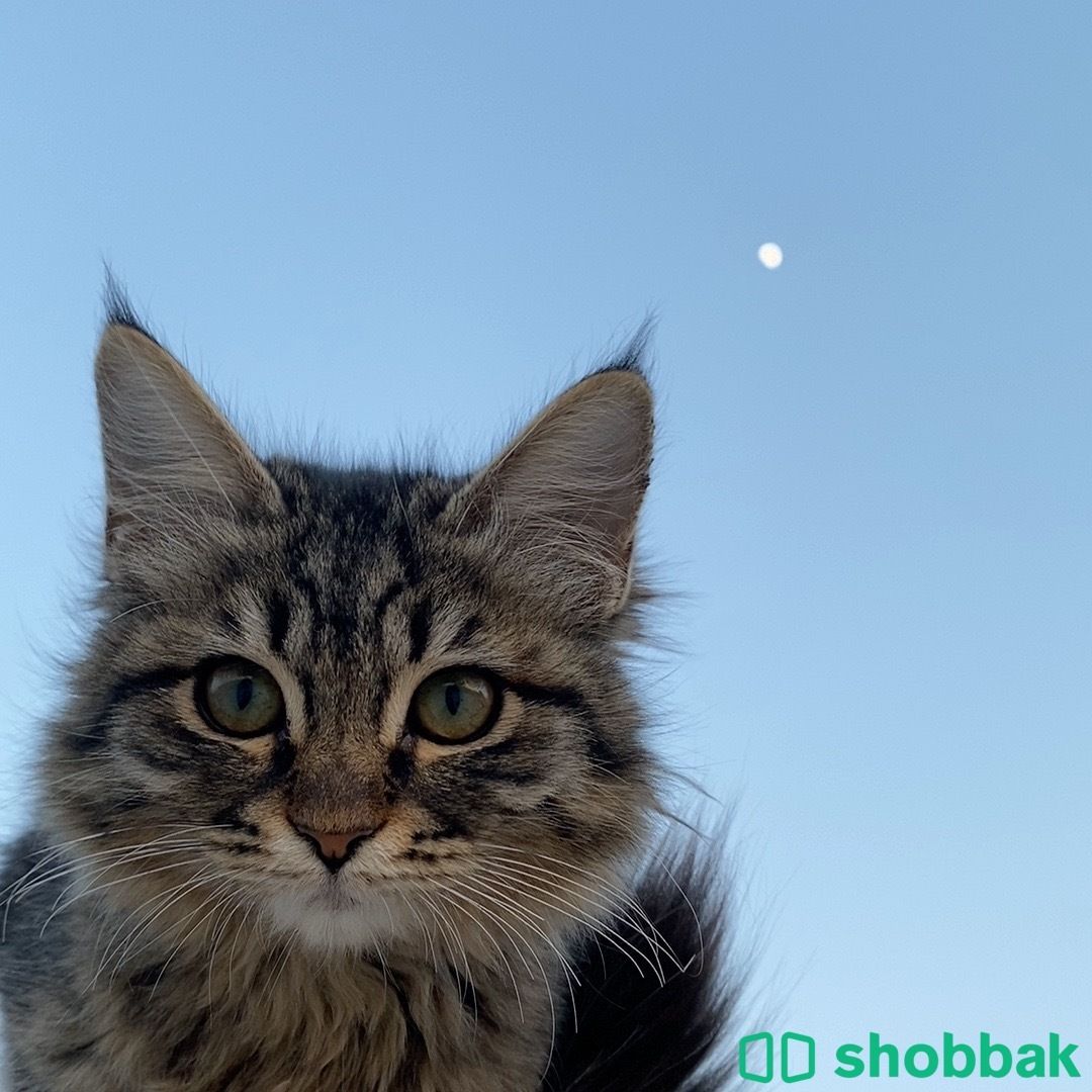 قطة صغيرة للتبني  Shobbak Saudi Arabia