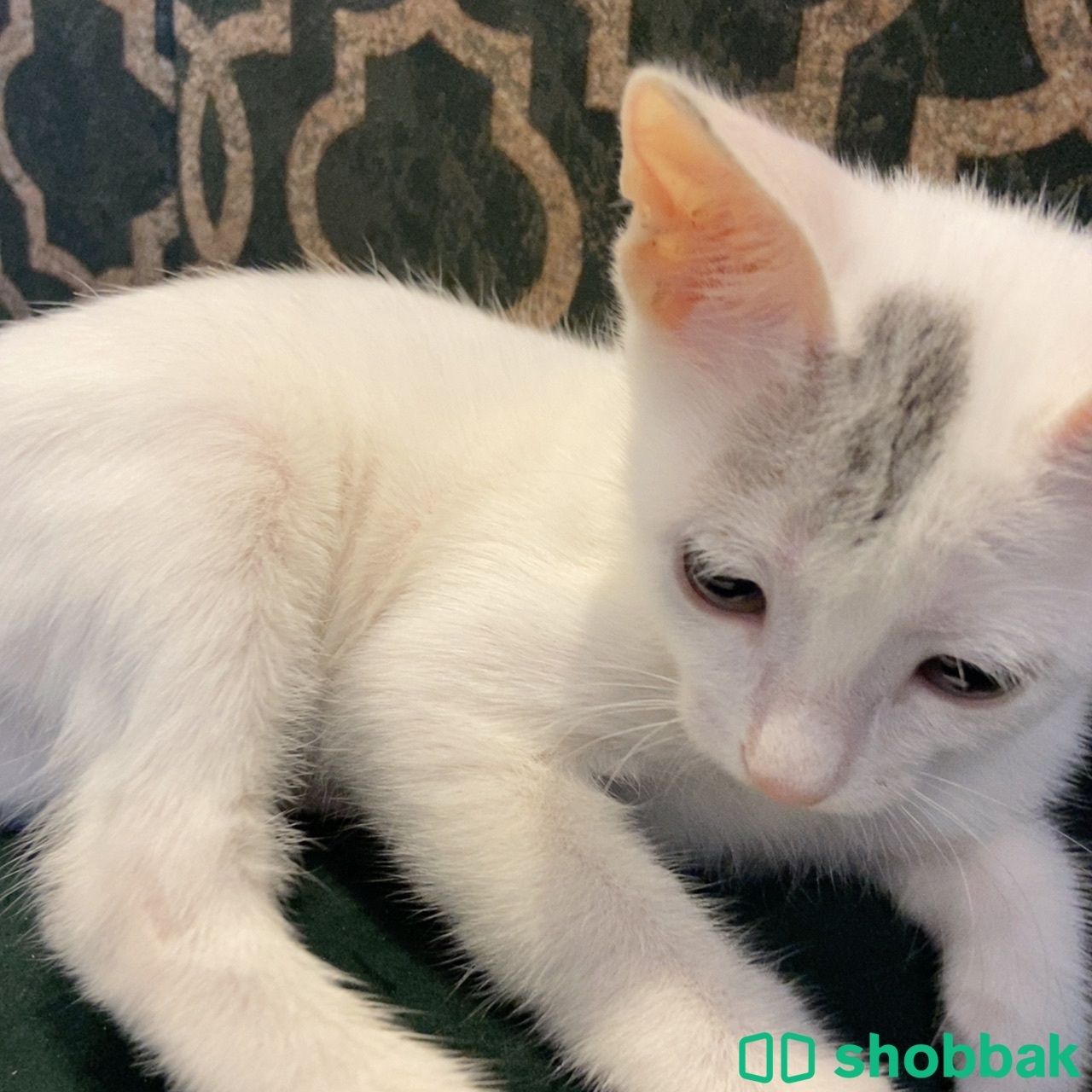 قطة صغيرة للتبني  Shobbak Saudi Arabia