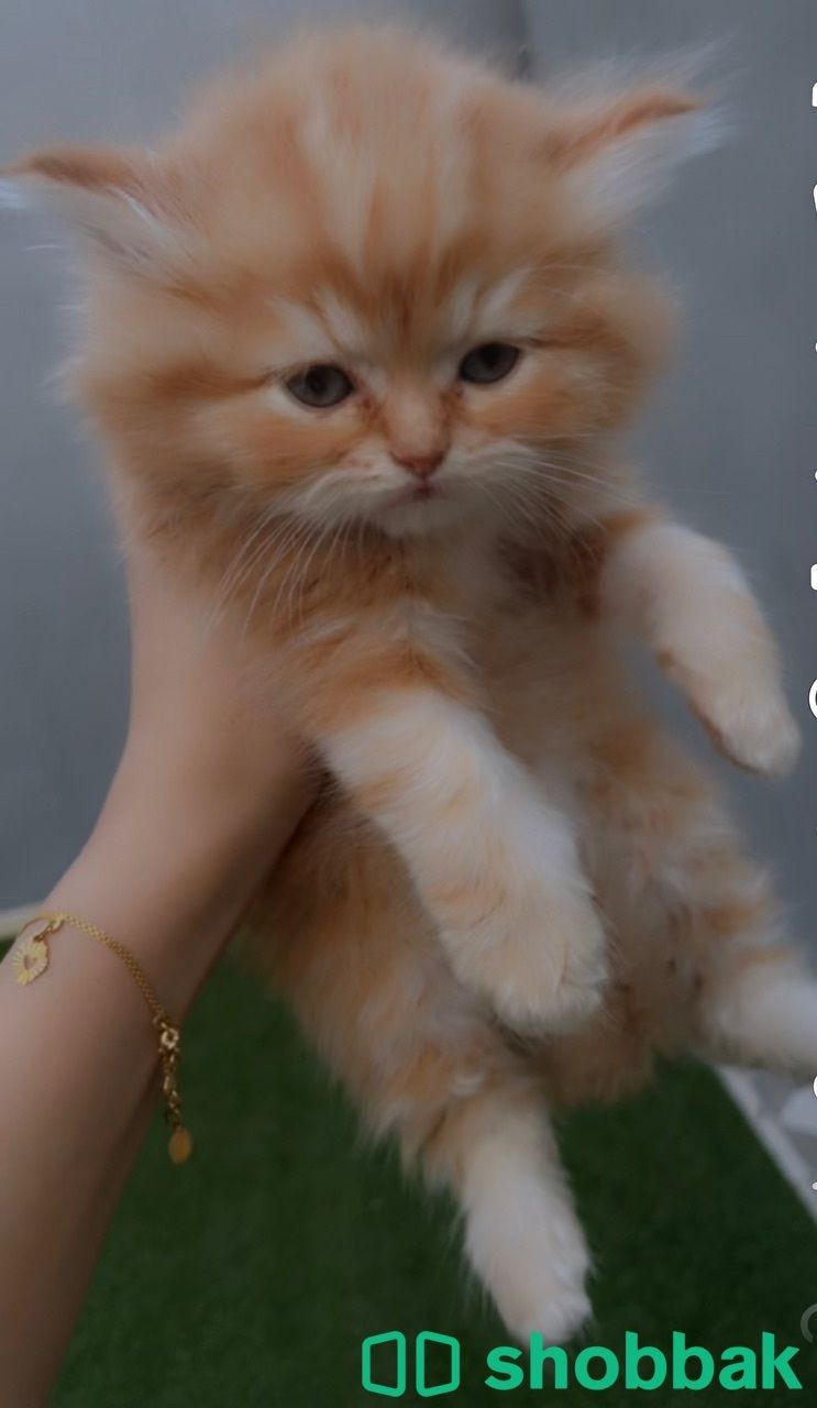 قطة صغيره للبيع Shobbak Saudi Arabia