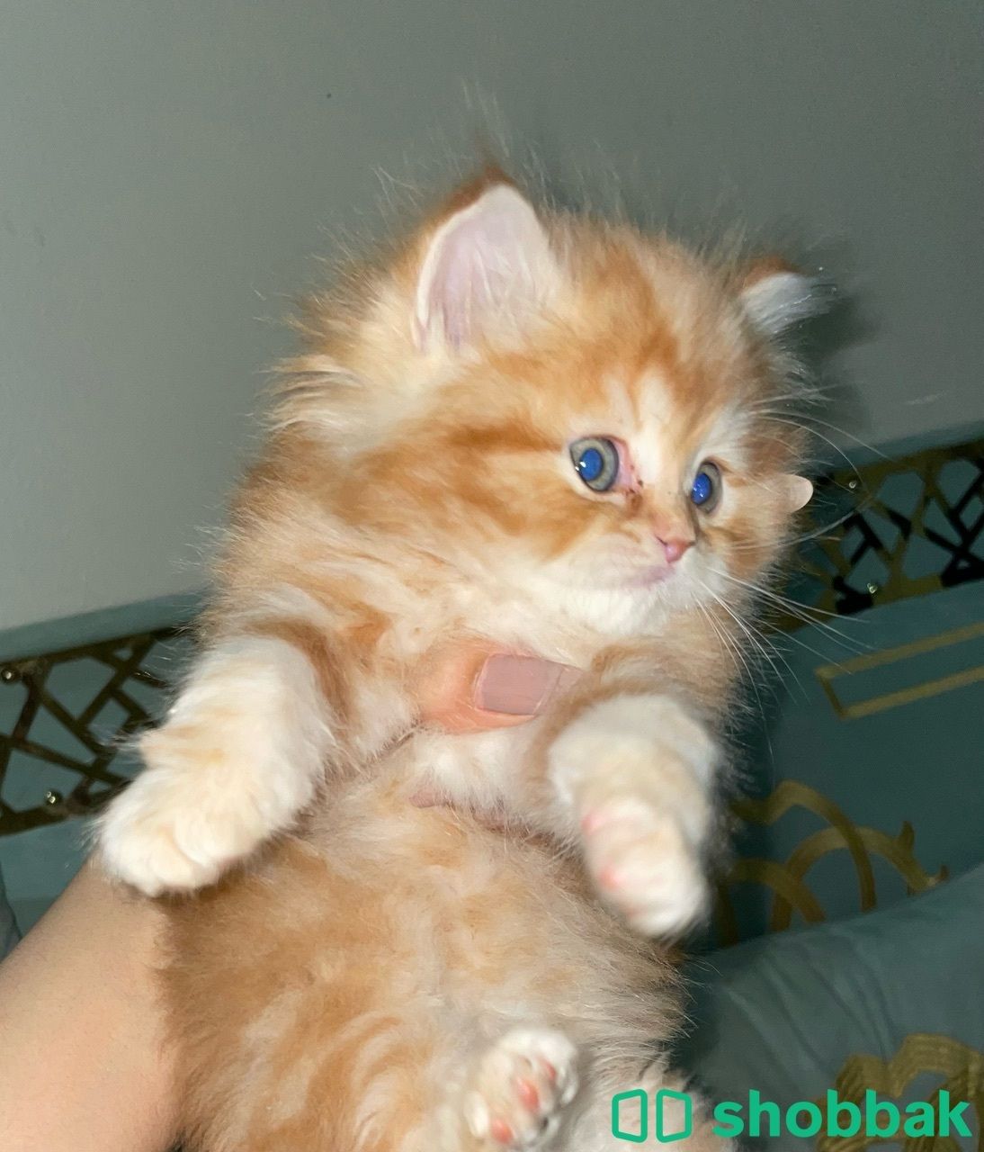قطة صغيره للبيع Shobbak Saudi Arabia