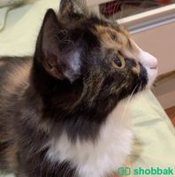 قطة كاريكو شيرازي للتبني Shobbak Saudi Arabia
