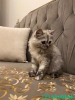 قطة كيتن شيرازيه للبيع Shobbak Saudi Arabia