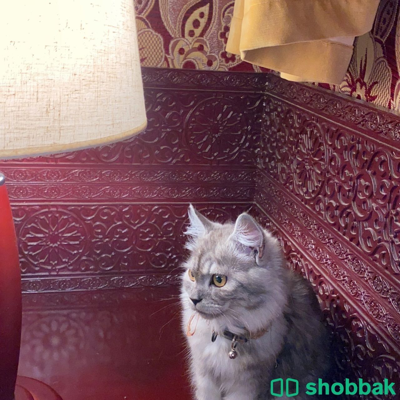 قطة لتبني Shobbak Saudi Arabia