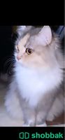 قطة لعوبه للبيع  Shobbak Saudi Arabia