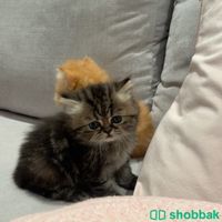 قطة للبيع Shobbak Saudi Arabia