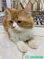 قطة للبيع Shobbak Saudi Arabia