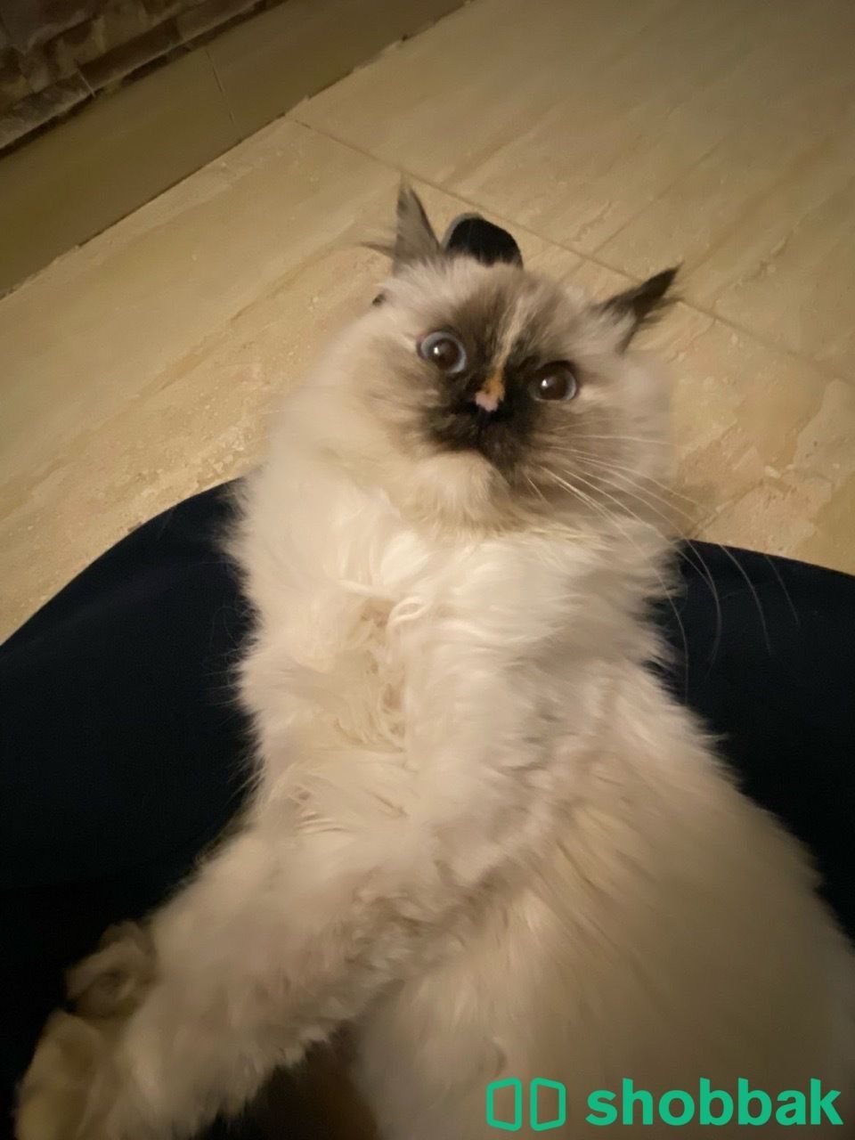 قطة للبيع بتبوك  شباك السعودية