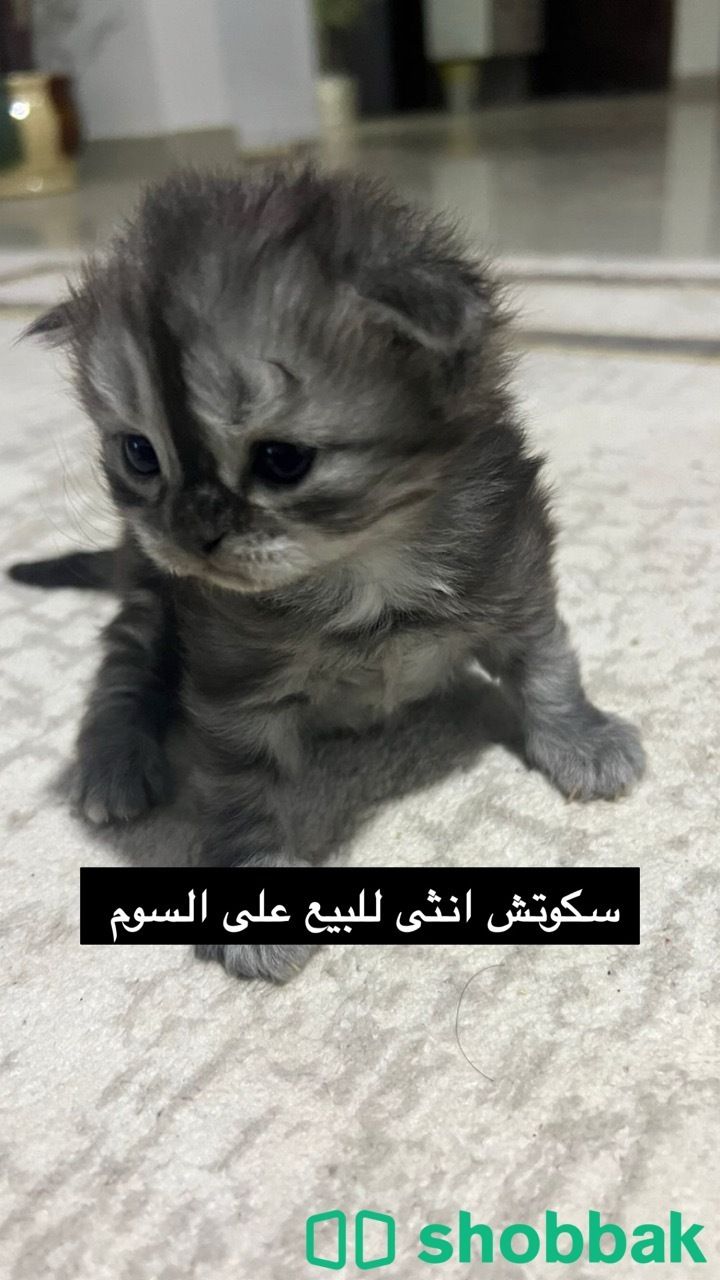 قطة للبيع سكوتش  Shobbak Saudi Arabia