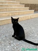 قطة للتبني Shobbak Saudi Arabia