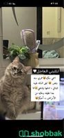 قطة للتبني  Shobbak Saudi Arabia