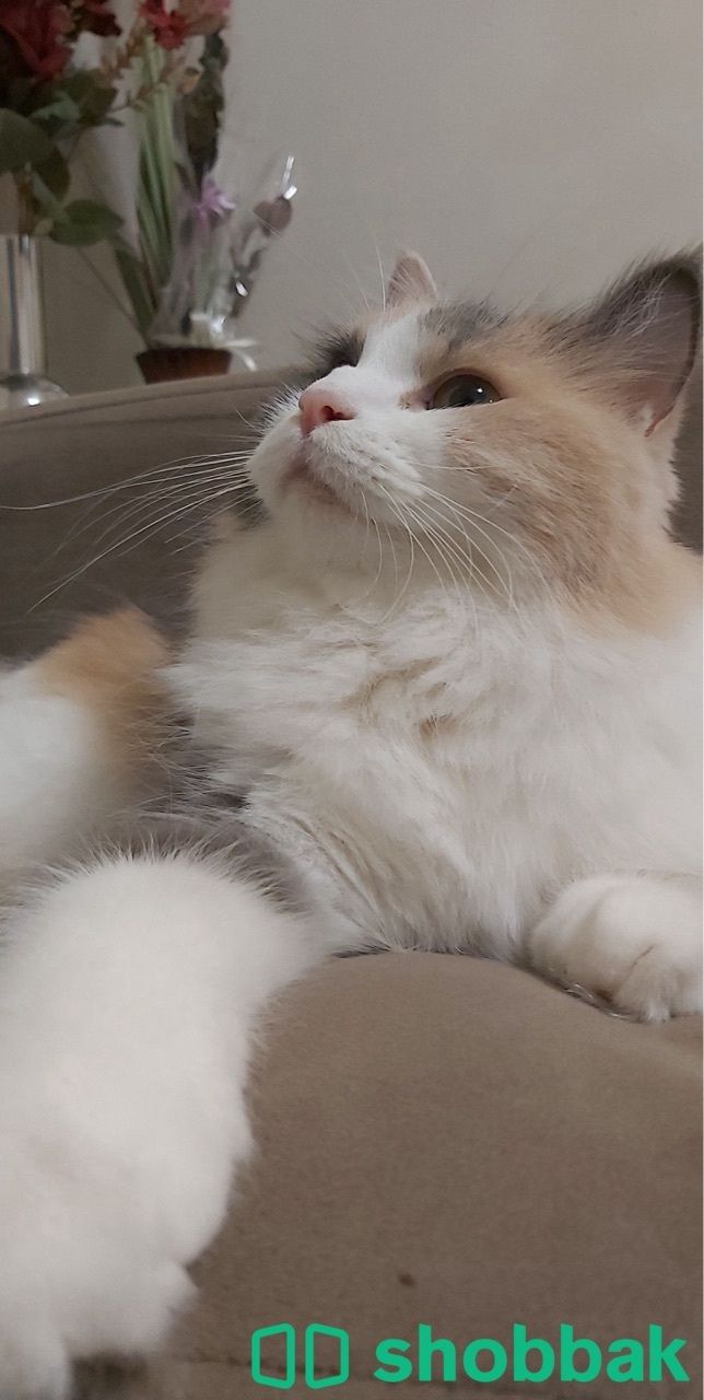For adoption Shobbak Bahrain