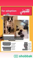 قطة للتبني Shobbak Saudi Arabia