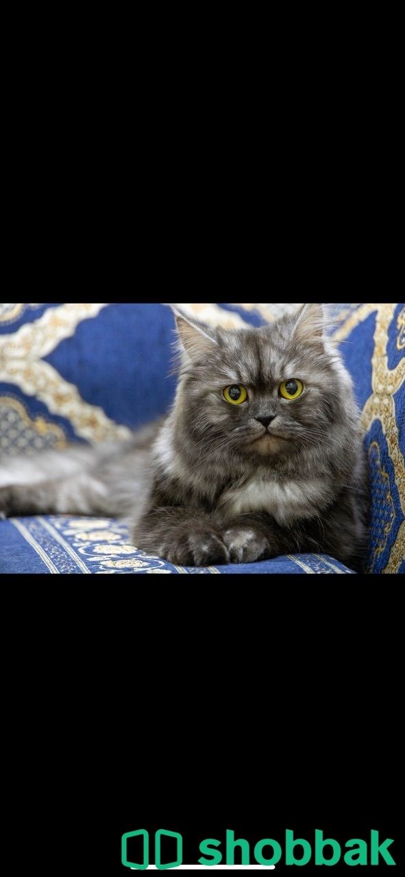 قطة للتبني شيرازي شباك السعودية