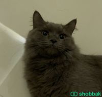 قطة للتبني عاجل Shobbak Saudi Arabia