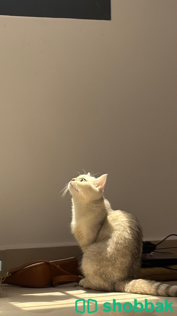 قطة للتبني عمر ها سنه مع دفتر التطعيمات  Shobbak Saudi Arabia