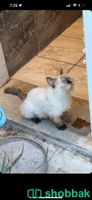 قطة للتبني معثور عليها Shobbak Saudi Arabia