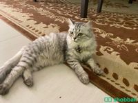 قطة مفقودة  Shobbak Saudi Arabia