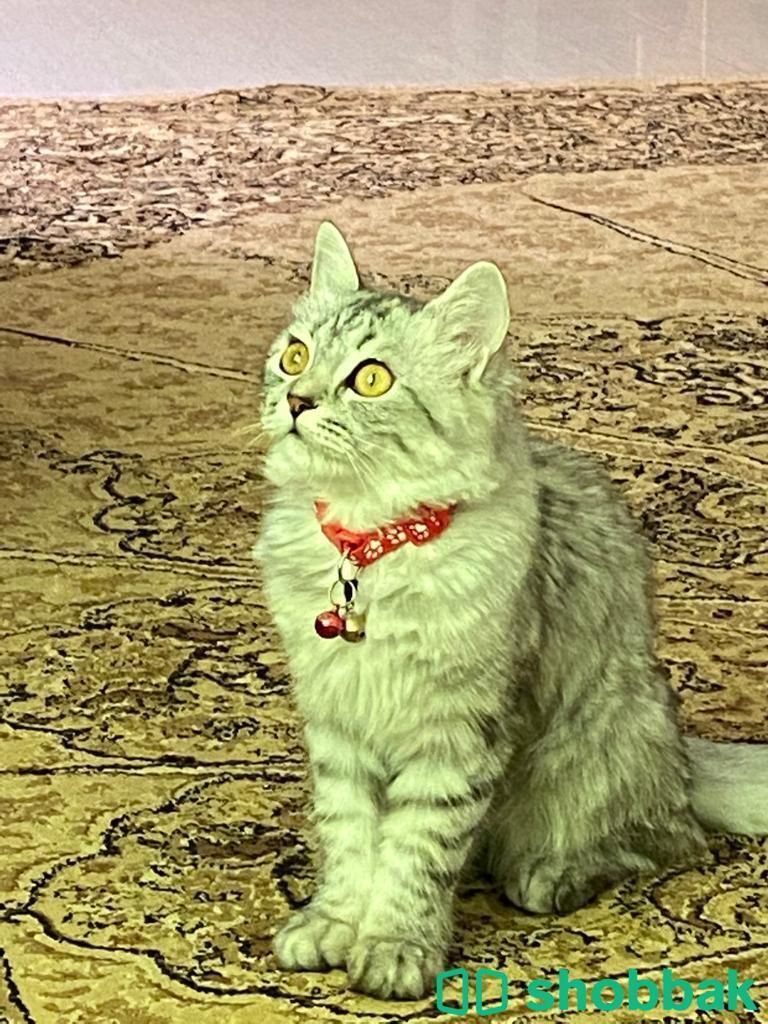 قطة مفقودة  Shobbak Saudi Arabia