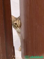 قطة مفقودة ضايعة شباك السعودية