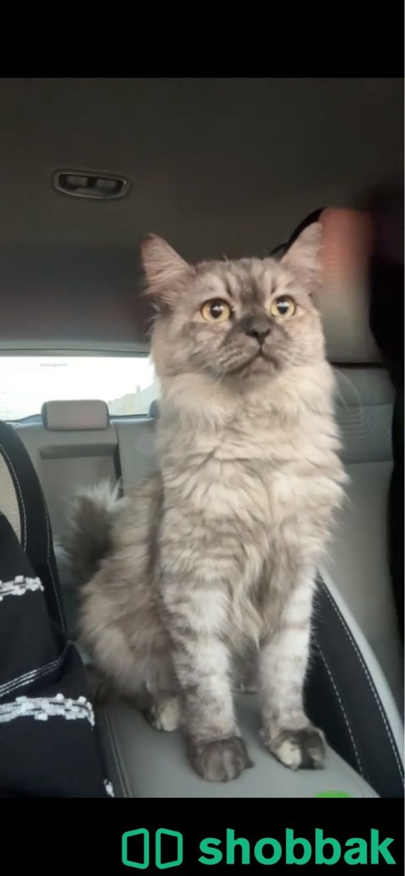 قطة مفقودة منقذة بالرياض  Shobbak Saudi Arabia