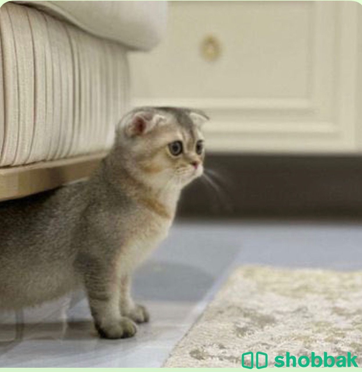 قطة نادرة جداً Shobbak Saudi Arabia