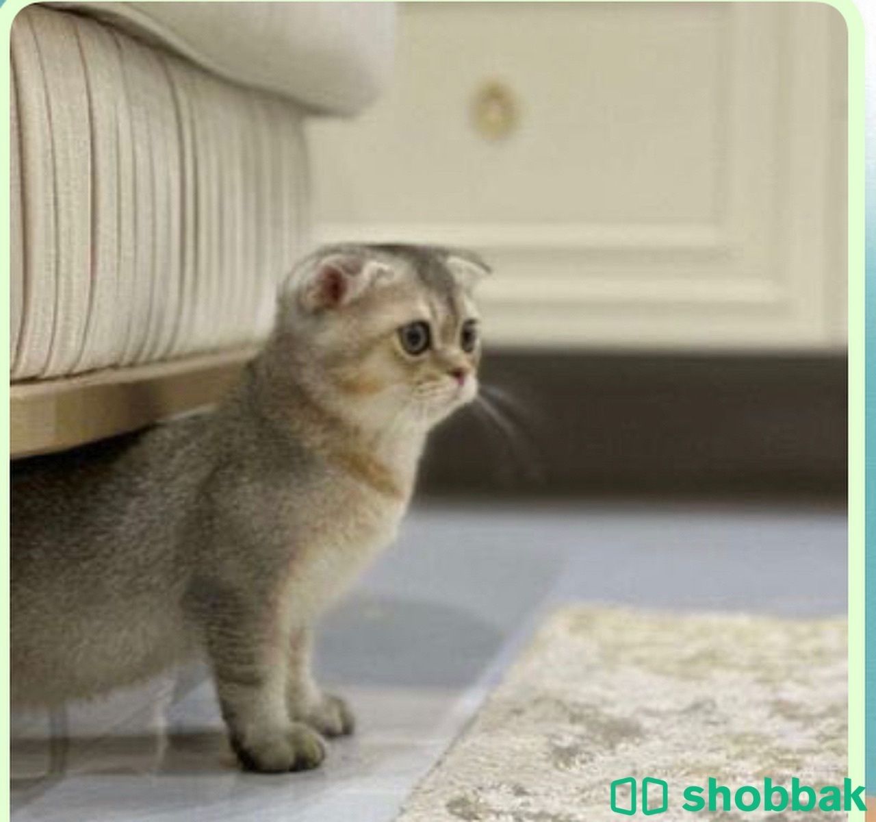 قطة نادرة جداً Shobbak Saudi Arabia