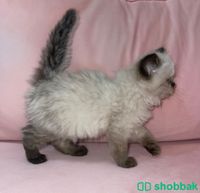 قطة هملايا عمرها شهر ونصف للبيع 350 ريال Shobbak Saudi Arabia