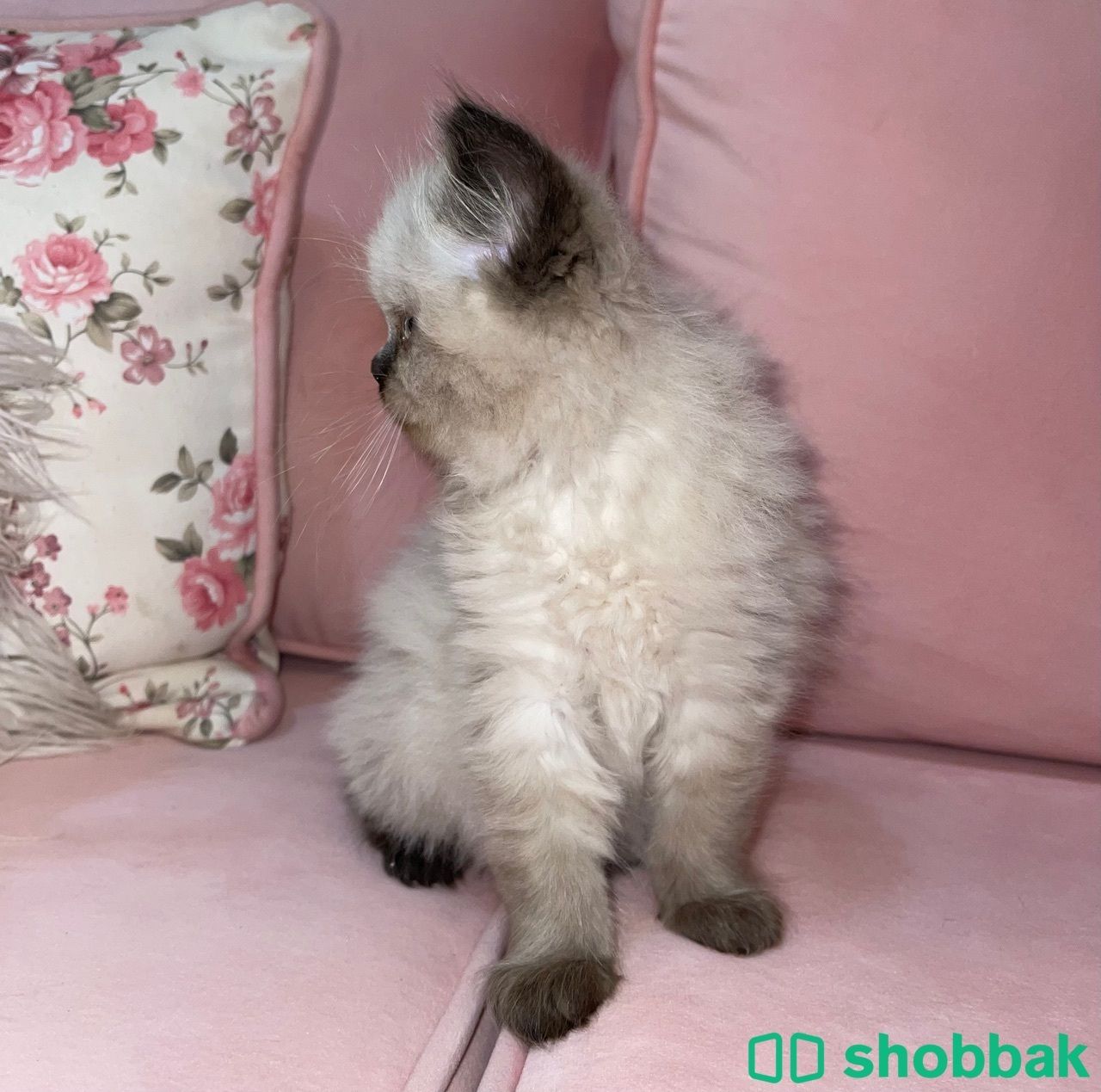 قطة هملايا عمرها شهر ونصف للبيع 350 ريال Shobbak Saudi Arabia