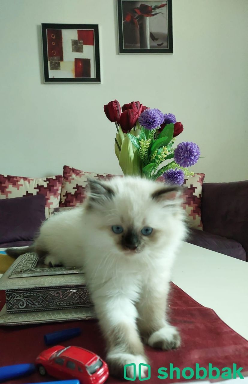 قطة هيمالايا عمر شهرين  جميله اليفه برياض  شباك السعودية