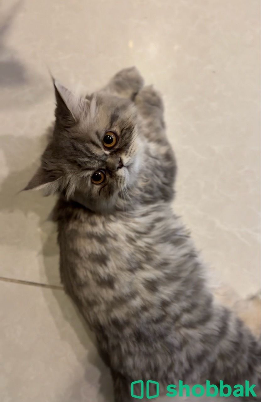 قطتي مفقودة حي طيبه  Shobbak Saudi Arabia