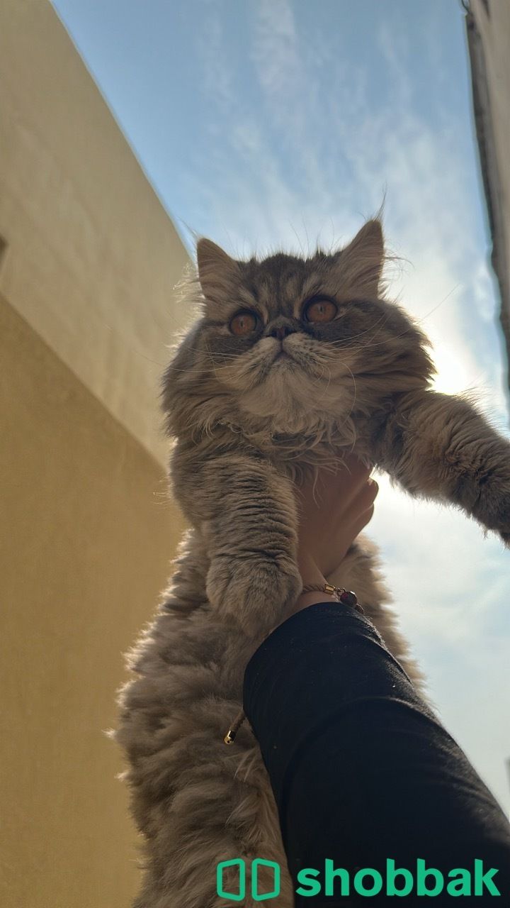 قطتي مفقودة حي طيبه  شباك السعودية