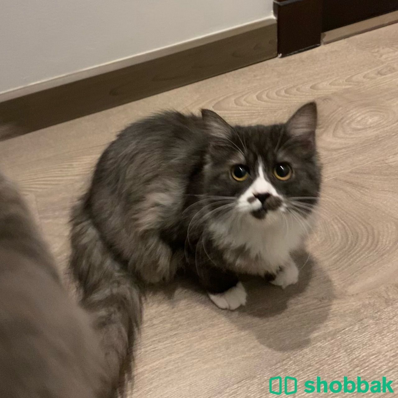 قطتين شيرازي&سكوتش Shobbak Bahrain