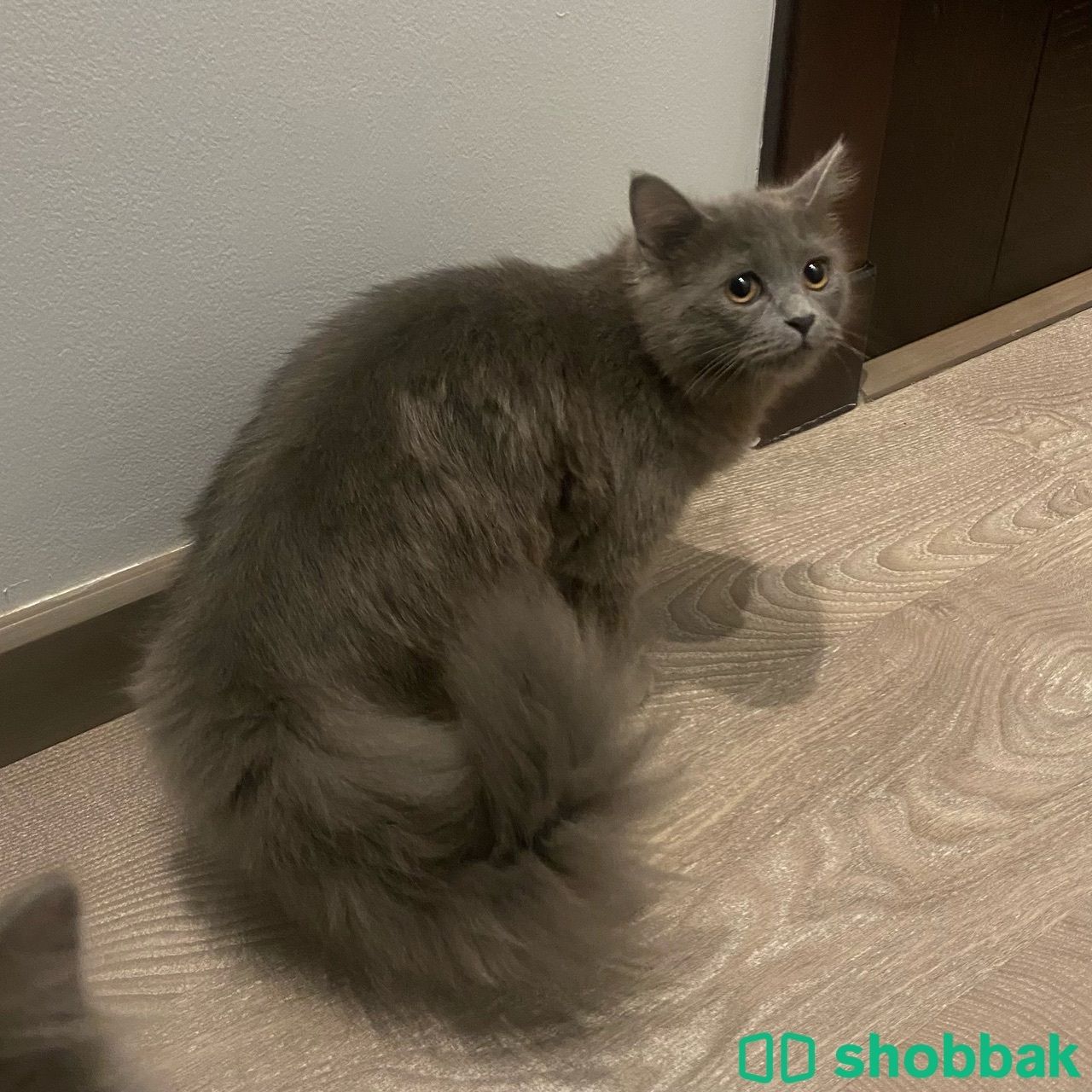 قطتين شيرازي&سكوتش Shobbak Bahrain
