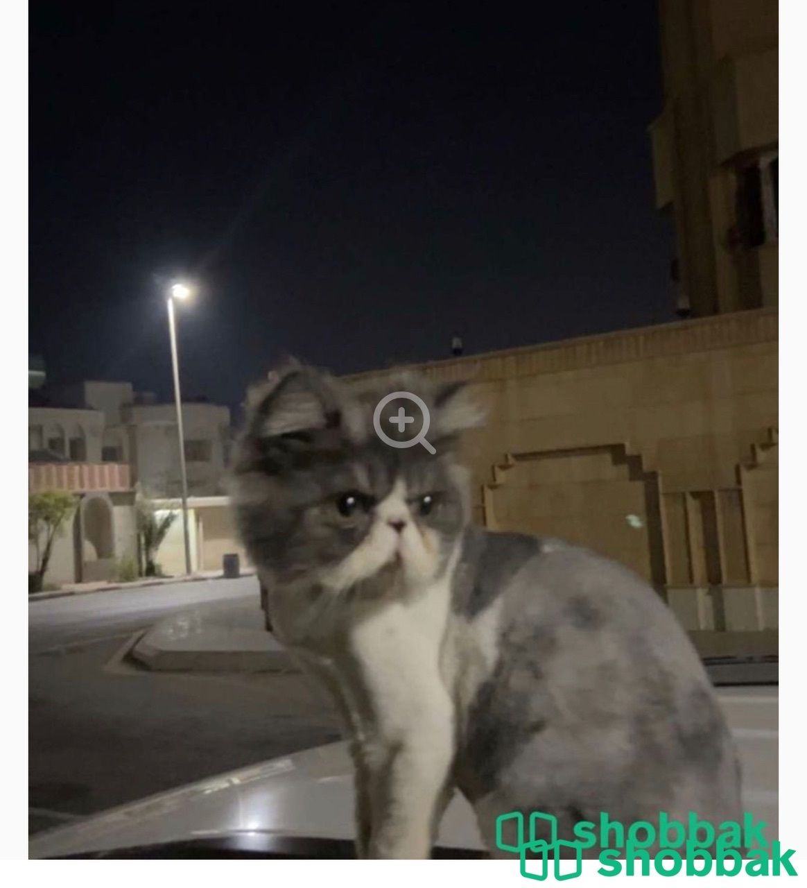 قطط شباك السعودية