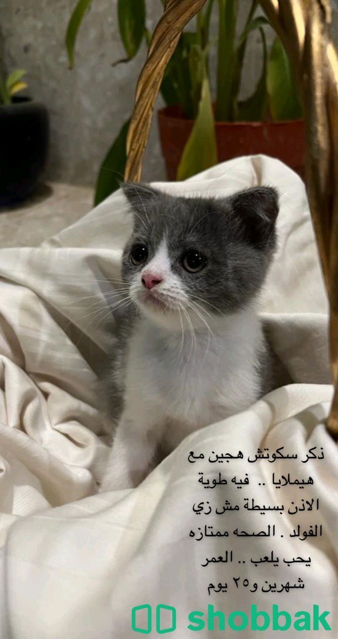 قطط Shobbak Saudi Arabia