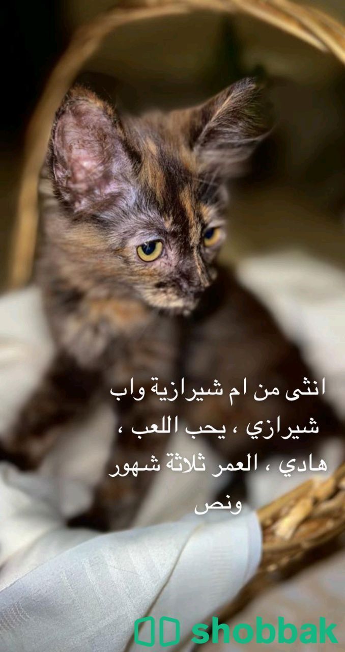 قطط Shobbak Saudi Arabia