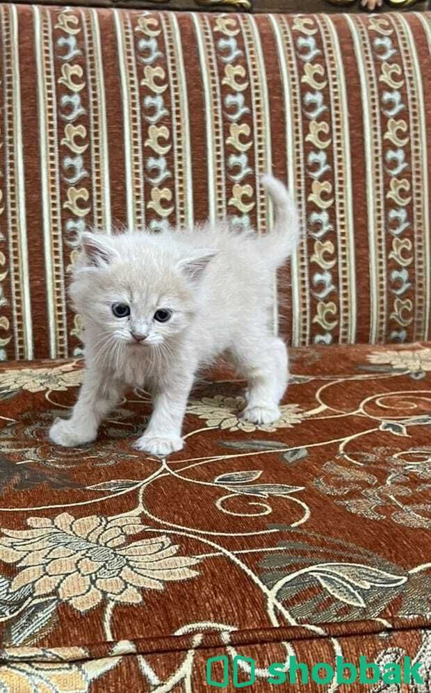 قطط أمريكي شيرازي بعمر شهر ونصف للبيع شباك السعودية