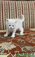 قطط أمريكي شيرازي بعمر شهر ونصف للبيع شباك السعودية